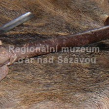 Palcát. Foto: Kamila Dvořáková