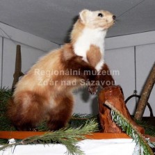 Kuna. Foto: Kamila Dvořáková