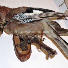 Školní pomůcka - vycpaná sojka. Foto: Kamila Dvořáková