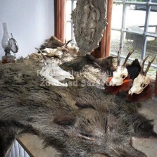 Kůže z divočáka. Foto: Kamila Dvořáková