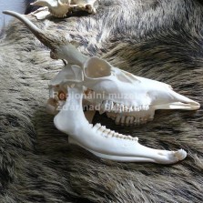 Lovecká trofej. Foto: Kamila Dvořáková