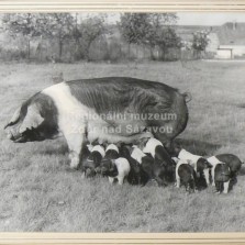 Žánrová fotografie na zdi kanceláře plemenářů. Foto: Kamila Dvořáková