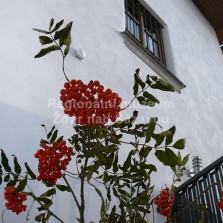 Otevření Moučkova domu bylo součástí zahájení každoročního kulturního festivalu Slavnosti jeřabin. Foto: Kamila Dvořáková