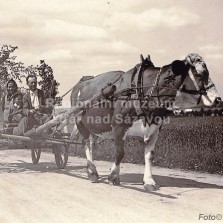 Povoz s kravkou. Foto: Vilém Frendl
