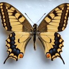 Hmyz ze všech stran. Foto: Zdeněk Málek