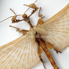 Hmyz ze všech stran. Foto: Zdeněk Málek