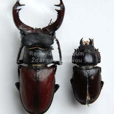 Hmyz ze všech stran. Foto: Zdeněk Málek