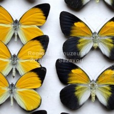 Hmyz ze všech stran. Foto: Zdeněk Málek