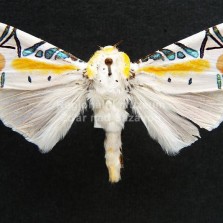 Hmyz ze všech stran. Foto: Zdeněk Málek