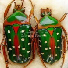 Hmyz ze všech stran. Foto: Zdeněk Málek