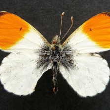 Hmyz ze všech stran. Foto: Zdeněk Málek