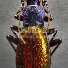 Hmyz ze všech stran. Foto: Zdeněk Málek