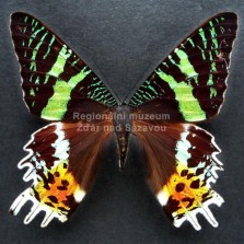 Hmyz ze všech stran. Foto: Zdeněk Málek