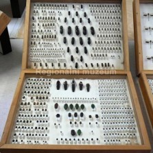 Hmyz ze všech stran. Foto: Kamila Dvořáková