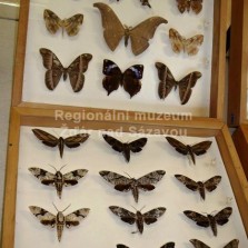 Hmyz ze všech stran. Foto: Kamila Dvořáková