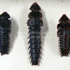 Hmyz ze všech stran. Foto: Kamila Dvořáková