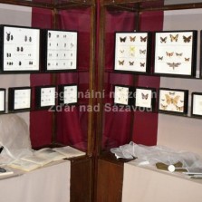 Hmyz ze všech stran. Foto: Kamila Dvořáková