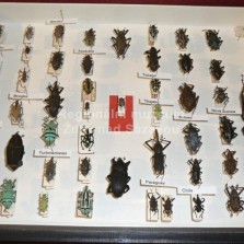 Hmyz ze všech stran. Foto: Kamila Dvořáková