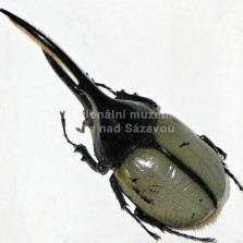 Hmyz ze všech stran. Foto: Kamila Dvořáková