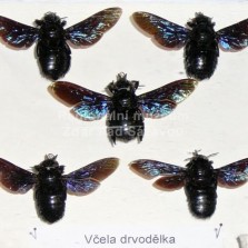 Hmyz ze všech stran. Foto: Kamila Dvořáková