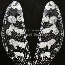 Hmyz ze všech stran. Foto: Kamila Dvořáková