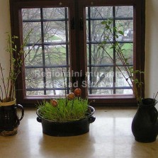 Žito. Foto: Miloslav Lopaur