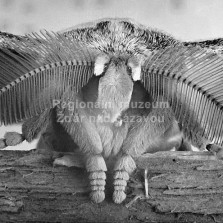 Martináč na fotografii. Foto: Zdeněk Málek