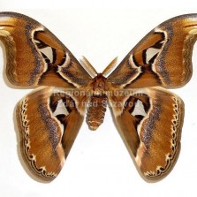 Martináč Edwardsův - jeden z největších motýlů světa. Foto: Kamila Dvořáková