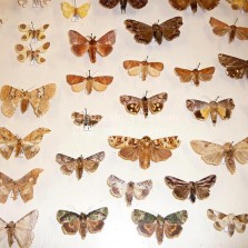 Noční motýli. Foto: Kamila Dvořáková