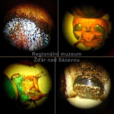 Detaily pod mikroskopem. Foto: Kamila Dvořáková