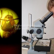 Pohled do mikroskopu. Foto: Kamila Dvořáková