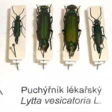 Puchýřník lékařský - náš nejjedovatější brouk. Foto: Kamila Dvořáková