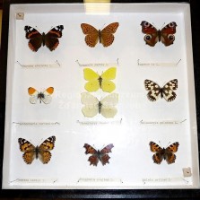 Ukázka našich motýlů. Foto: Kamila Dvořáková