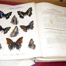 Ručně kolorovaná entomologická literatura z roku 1858. Foto: Kamila Dvořáková