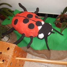 Slunéčko sedmitečné. Foto: ZŠ a MŠ Bohdalec