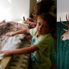 Poznáte kůži jelena od daňka a parohy od rohů? Foto: Kamila Dvořáková