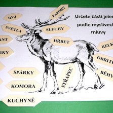 Myslivecká mluva - popište jelena! Foto: Kamila Dvořáková