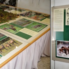 Doprovodné texty s fotografiemi a spoustou informací o jelení zvěři. Foto: Kamila Dvořáková