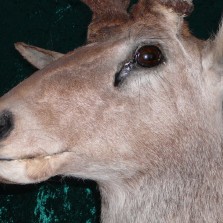 Detail jelena. Foto: Kamila Dvořáková