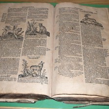 Jelen v historické literatuře (17. stol.). Foto: Kamila Dvořáková