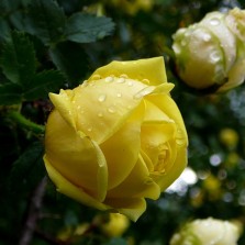 Květy růže nádherně voní. Foto: Kamila Dvořáková
