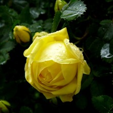 Květy růže po dešti. Foto: Kamila Dvořáková