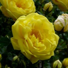 Rozkvetlá růže Hugova. Foto: Kamila Dvořáková