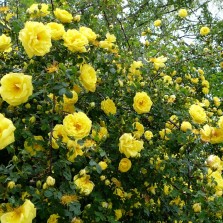 Růže Hugova obsypaná květy. Foto: Kamila Dvořáková