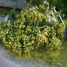 Pohled na keř růže Hugovy z patra Moučkova domu. Foto: Kamila Dvořáková