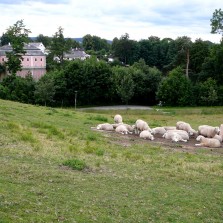 Ovce se vrátily pod Zelenou horu. Foto: Kamila Dvořáková