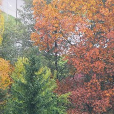 Barvy podzimu. Foto: Kamila Dvořáková