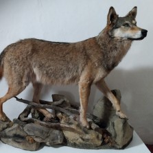 Vlk sražený u Skorkova (MVJihlava). Foto: RNDr. Klára Bezděčková, Ph.D.
