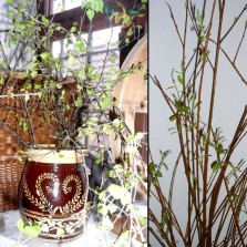 Symbolem Květné neděle jsou zelené ratolesti. Foto: Kamila Dvořáková