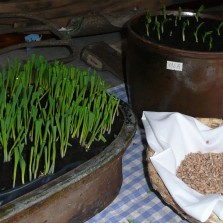 Neumožňovalo-li počasí zahájit zemědělské práce venku, symbolicky se zaselo obilí či hrách alespoň do květináče. Foto: Kamila Dvořáková